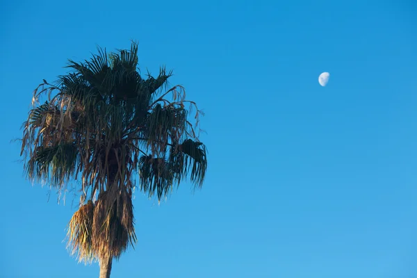 Palmera en el fondo cielo azul del sur y la luna — Foto de Stock